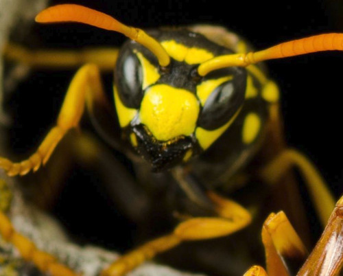 Pest Control Pittsburgh PA - Spectrum Pest Control (412) 532-1380.jpg
