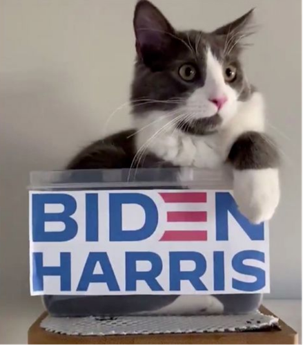 Screenshot 2024 02 04 at 19 01 08 demo cats.jpg (JPEG Image 960 × 540 pixels).png