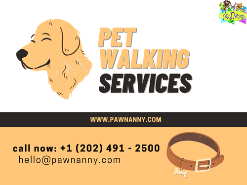 From Leash to Love: Transforming Daily Walks into Tail-Wagging Delight.png