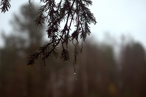 IMG 1852 b.jpg