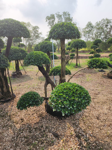 34850c77 ad3d 4795 a2c5 dc372f24da54.jpg