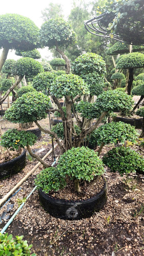 13106cb4 f8fd 4092 b0b9 a4678740bae4.jpg