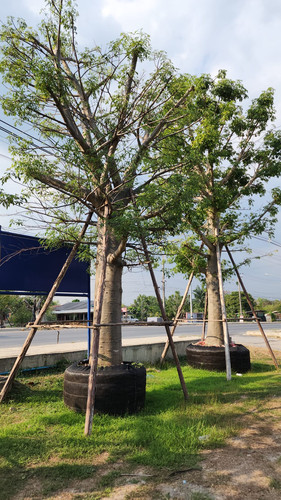 81ff1804 6dc1 442a 82f7 da8f89ca30ef.jpg