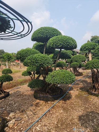 636b97e3 3ec2 4768 8e98 27f8be6d85fd.jpg