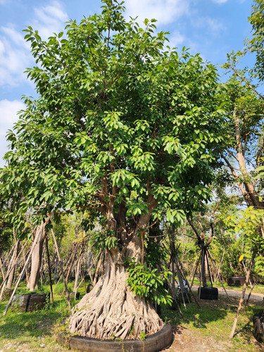 707bf87e eaad 4448 8a5b 2442b1987a64.jpg