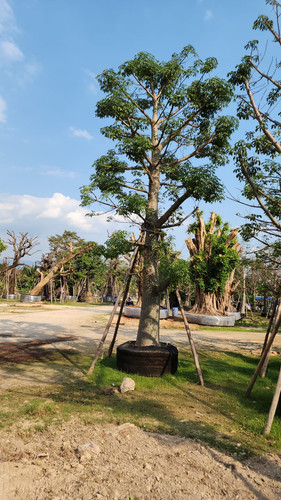 b00b06d4 e76e 41cd 8427 7850ba335294.jpg