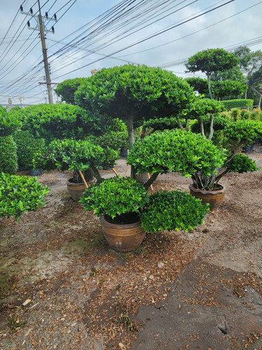 b5514ad9 9707 4111 a3dc 7fe48ea31b90.jpg