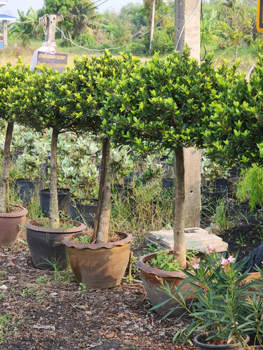 1f94b9be 9cac 436d 9b4d cda803c0c59e.jpg