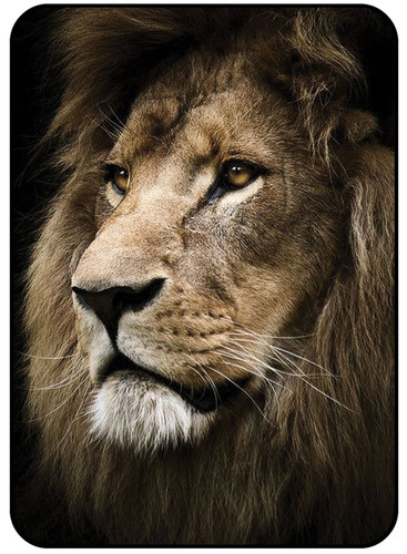 Lion 1.jpg