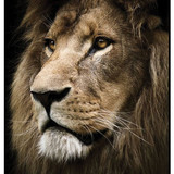 Lion 1