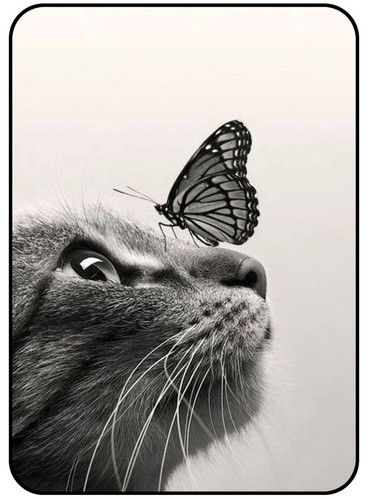 Butterfly on Cat Face.jpg
