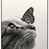 Butterfly on Cat Face