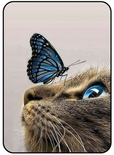 Butterfly on cat face 2.jpg