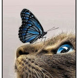 Butterfly on cat face 2