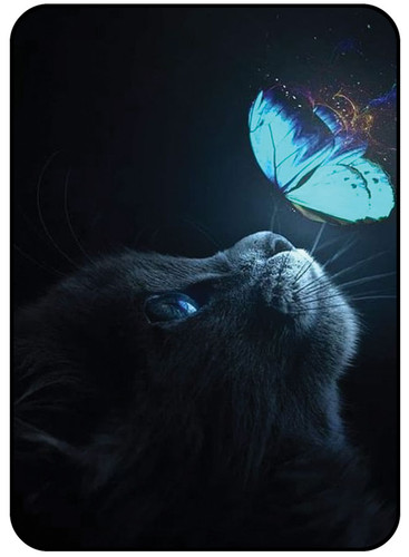 Butterfly on Cat Face 1.jpg
