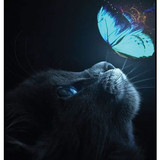 Butterfly on Cat Face 1