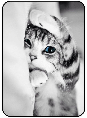 Cats 3.jpg