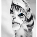 Cats 3