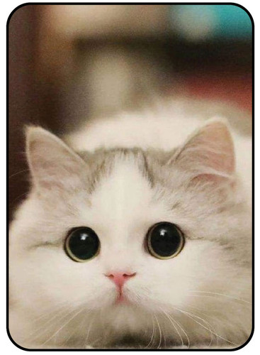 Cat 4