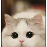 Cat 4