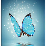 Blue Butterfly