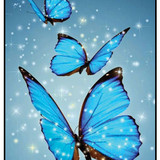 Blue Butterfly 1