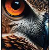 Owl Eye