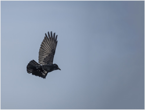 Crow in Flight