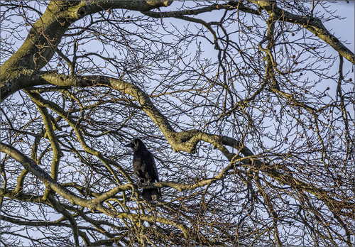 Crow in Tree fiddled