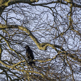 Crow in Tree fiddled