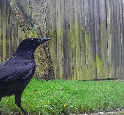 Crow on Lawn