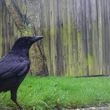 Crow on Lawn