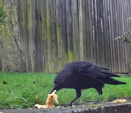 Hungry Crow.jpg