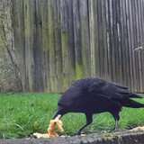 Hungry Crow