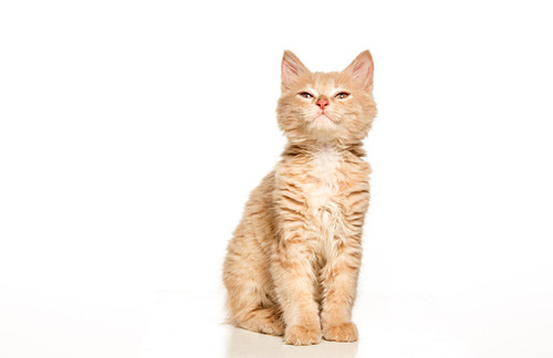 red white cat white studio background.jpg