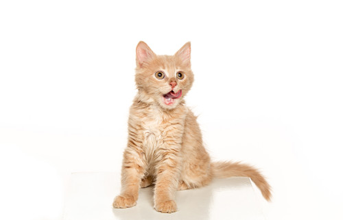 cat white background.jpg