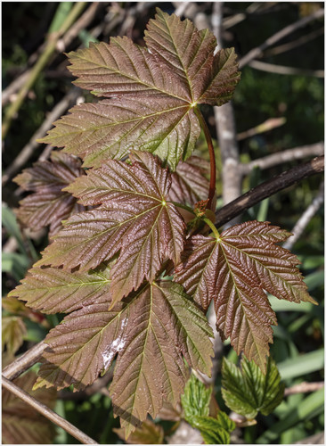 Sycamore Leafs