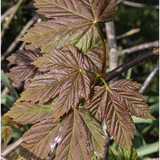 Sycamore Leafs