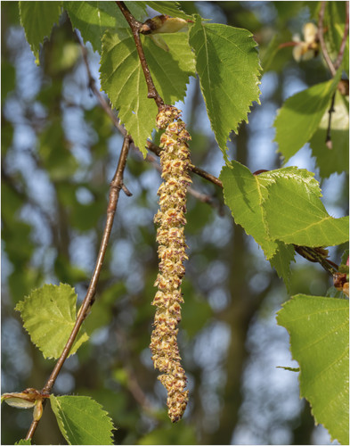 Birch Catkins