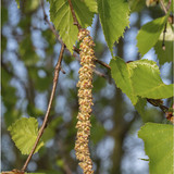 Birch Catkins