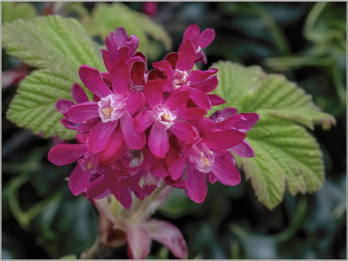 Macro Flowering Current