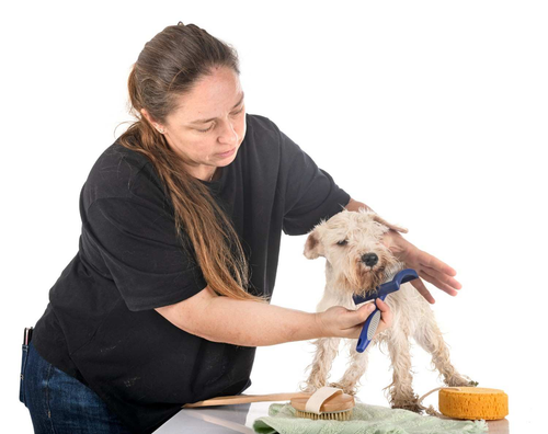 Pet Grooming Injuries How Can Pet Groomers Treat Them.png