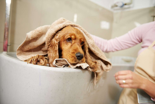 The Consequences of Skipping Dog Baths Know from Pet Groomers.png