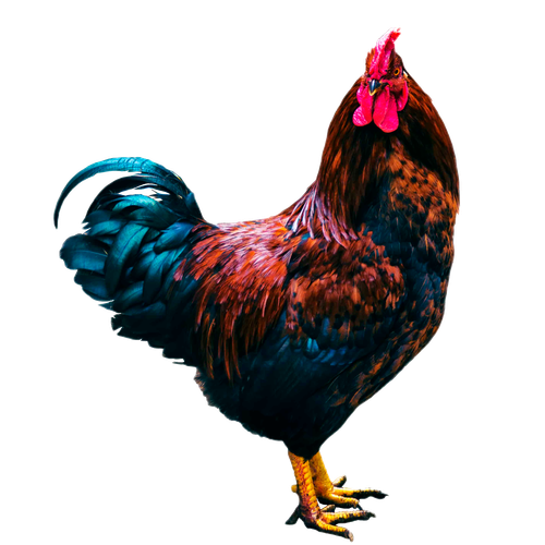 Rooster.png