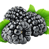 blackberry