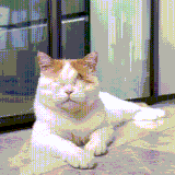 kot1.gif