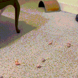 kot.gif