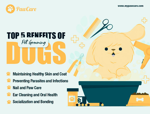 Top 5 Benefits Of Pet Grooming Dogs.jpg