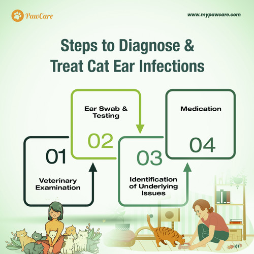 Steps to Diagnose and Treat Cat Ear Infections.jpg