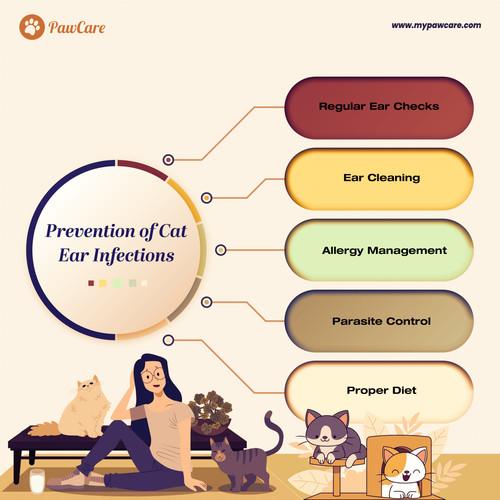 Prevention of Cat Ear Infections.jpg